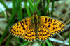 Boloria selene � D�bener Heide