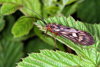 Potamophylax cingulatus � Erzgebirge