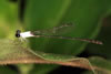 Agriocnemis maclachlani old male, Cameroon, Akonolinga