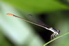 Agriocnemis maclachlani young male, Cameroon, Akonolinga