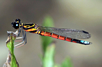 Platycypha rufitiba male, Cameroon, Akonolinga