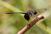 Trithemis tropicana male, Cameroon, Akonolinga