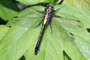 Gomphus vulgatissimus, Gemeine Keiljungfer, Weibchen � Leipziger Auwald