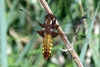 Libellula depressa, Plattbauchlibelle, junges M�nnchen � D�bener Heide