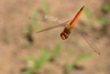 Fliegende Pantala flavescens � das Foto hat einen Preis auf dem WDA International Symposium gewonnen, Swakopmund, Namibia 2007