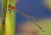 Pseudagrion rufostigma, M�nnchen � Okavango Delta, Botswana