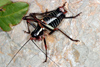 Barbitistes ocskayi, M�nnchen � Velebit National Park, Croatia