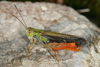Stenobothrus rubicundulus, M�nnchen � Velebit National Park, Croatia