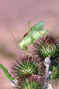 Tettignia cantans, M�nnchen � Leinawald Altenburg